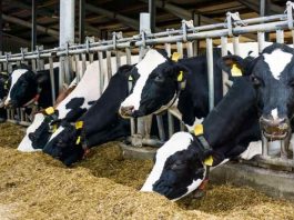 Estudio compara costos de producción de la leche en Chile, Brasil, Argentina y Uruguay