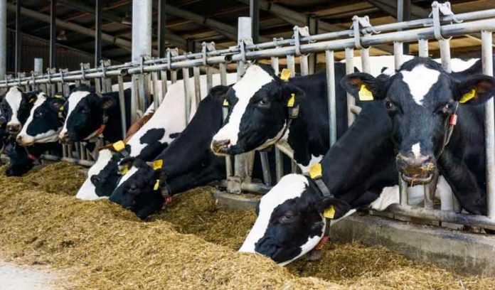 EstuEstudio compara costos de producción de la leche en Chile, Brasil, Argentina y Uruguaydio-compara-costos-de-producción-de-la-leche-en-Chile,-Brasil,-Argentina-y-Uruguay Estudio compara costos de producción de la leche en Chile, Brasil, Argentina y Uruguay