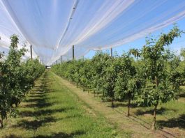 En Quillón se realizará la Primera Expofrutales de Ñuble 2026