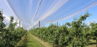 En Quillón se realizará la Primera Expofrutales de Ñuble 2026