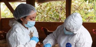 Fenómeno de El Niño y caso de influenza aviar en Perú elevan la alerta del SAG y refuerzan la vigilancia sanitaria Fenómeno de El Niño y caso de influenza aviar en Perú elevan la alerta del SAG y refuerzan la vigilancia sanitaria