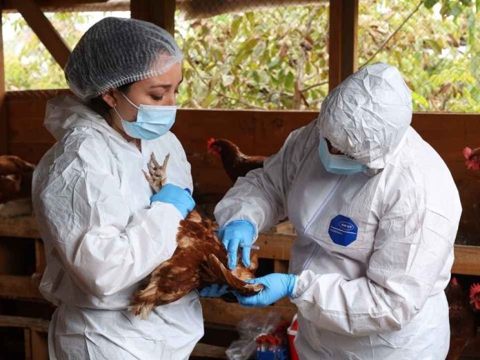 Fenómeno de El Niño y caso de influenza aviar en Perú elevan la alerta del SAG y refuerzan la vigilancia sanitaria Fenómeno de El Niño y caso de influenza aviar en Perú elevan la alerta del SAG y refuerzan la vigilancia sanitaria