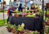 Feria de las Flores Campesinas anota exitosa jornada en Concepción Feria de las Flores Campesinas anota exitosa jornada en Concepción