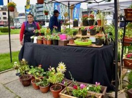 Feria de las Flores Campesinas anota exitosa jornada en Concepción Feria de las Flores Campesinas anota exitosa jornada en Concepción
