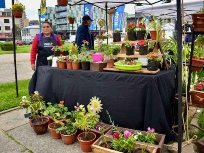 Feria de las Flores Campesinas anota exitosa jornada en Concepción Feria de las Flores Campesinas anota exitosa jornada en Concepción