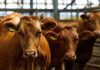 Filipinas avaló certificados sanitarios y abre la puerta a carne bovina y porcina colombiana Filipinas avaló certificados sanitarios y abre la puerta a carne bovina y porcina colombiana