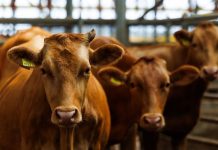 Filipinas avaló certificados sanitarios y abre la puerta a carne bovina y porcina colombiana Filipinas avaló certificados sanitarios y abre la puerta a carne bovina y porcina colombiana