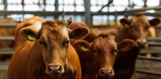 Filipinas avaló certificados sanitarios y abre la puerta a carne bovina y porcina colombiana Filipinas avaló certificados sanitarios y abre la puerta a carne bovina y porcina colombiana