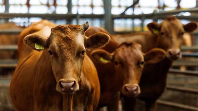 Filipinas avaló certificados sanitarios y abre la puerta a carne bovina y porcina colombiana Filipinas avaló certificados sanitarios y abre la puerta a carne bovina y porcina colombiana
