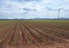Productores de Coquimbo recorren Murcia y Madrid para adaptar soluciones en riego, energía y mercados Productores de Coquimbo recorren Murcia y Madrid para adaptar soluciones en riego, energía y mercados