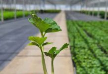 Frutillas frente al desafío climático: los resultados de Alpina 10 que sorprende a productores chilenos