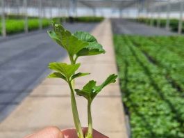 Frutillas frente al desafío climático: los resultados de Alpina 10 que sorprende a productores chilenos