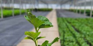 Frutillas frente al desafío climático: los resultados de Alpina 10 que sorprende a productores chilenos Frutillas frente al desafío climático: los resultados de Alpina 10 que sorprende a productores chilenos
