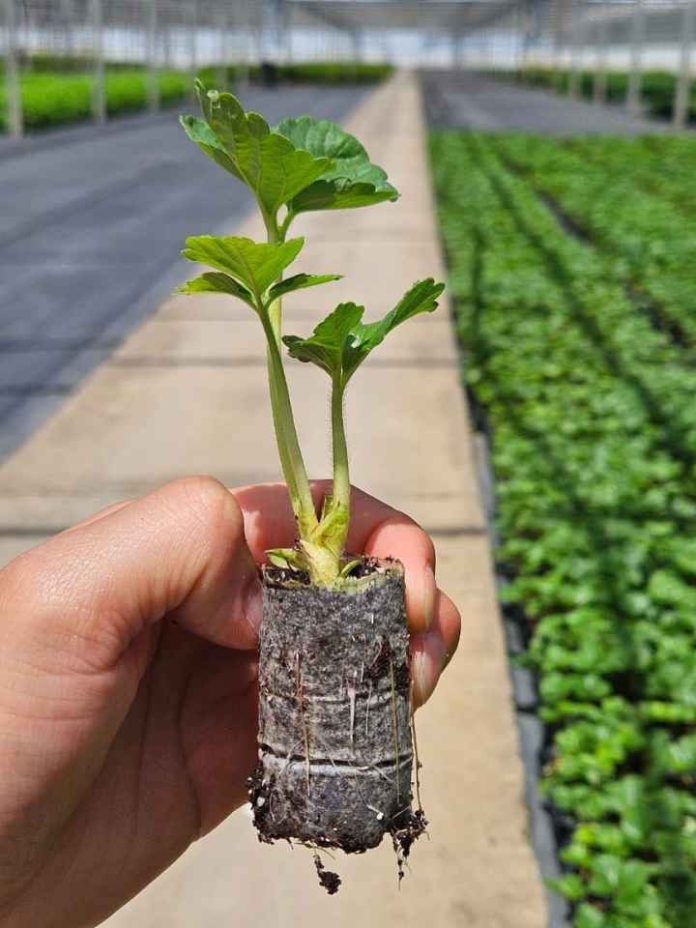 Frutillas frente al desafío climático los resultados de Alpina 10 que sorprende a productores chilenos Frutillas frente al desafío climático: los resultados de Alpina 10 que sorprende a productores chilenos