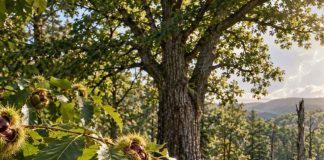 Biotecnología permite lograr la conservación del castaño americano, una especie en riesgo de extinción