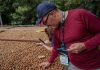 Ñuble apuesta por la macadamia: agricultores conocieron en Guatemala su cultivo y procesamiento Ñuble apuesta por la macadamia: agricultores conocieron en Guatemala su cultivo y procesamiento