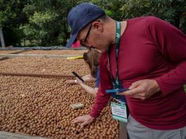 Ñuble apuesta por la macadamia: agricultores conocieron en Guatemala su cultivo y procesamiento Ñuble apuesta por la macadamia: agricultores conocieron en Guatemala su cultivo y procesamiento