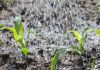Guatemala supera el 75% de humedad y el agro se prepara para más lluvias Guatemala supera el 75% de humedad y el agro se prepara para más lluvias