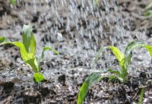 Guatemala supera el 75% de humedad y el agro se prepara para más lluvias Guatemala supera el 75% de humedad y el agro se prepara para más lluvias