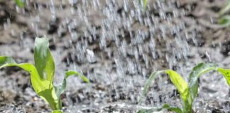 Guatemala supera el 75% de humedad y el agro se prepara para más lluvias Guatemala supera el 75% de humedad y el agro se prepara para más lluvias