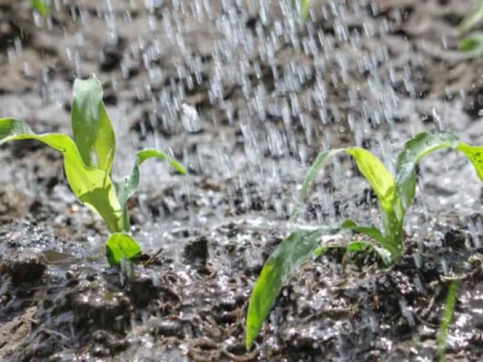 Guatemala supera el 75% de humedad y el agro se prepara para más lluvias Guatemala supera el 75% de humedad y el agro se prepara para más lluvias