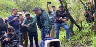 Güiña vuelve a su hábitat tras ser rehabilitado en Centro de Rescate de Hacienda Cauquenes