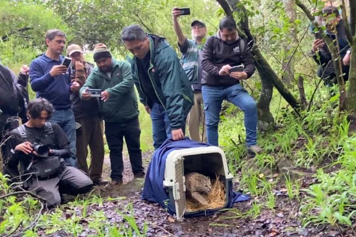 Güiña vuelve a su hábitat tras ser rehabilitado en Centro de Rescate de Hacienda Cauquenes Güiña vuelve a su hábitat tras ser rehabilitado en Centro de Rescate de Hacienda Cauquenes