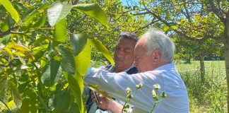INDAP despliega operativo en terreno en Maule para evaluar daños por temporal y coordinar apoyo a agricultores INDAP despliega operativo en terreno en Maule para evaluar daños por temporal y coordinar apoyo a agricultores