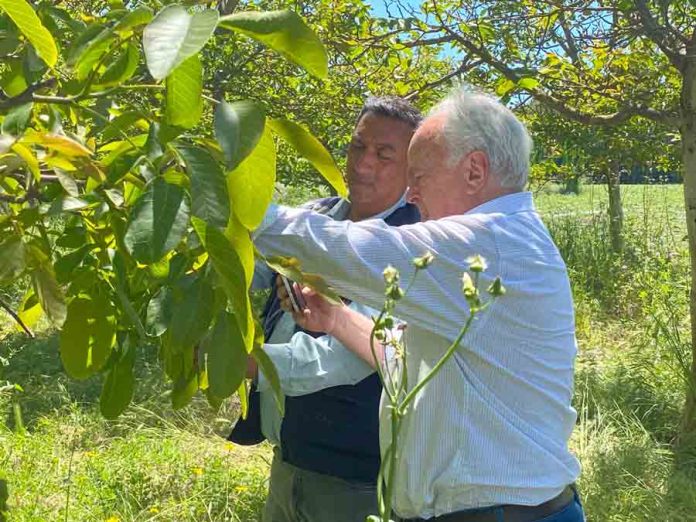 INDAP despliega operativo en terreno en Maule para evaluar daños por temporal y coordinar apoyo a agricultores INDAP despliega operativo en terreno en Maule para evaluar daños por temporal y coordinar apoyo a agricultores