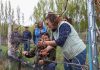 Innovación busca reducir el impacto de las heladas y las aves en los viñedos de Aysén técnicas de poda