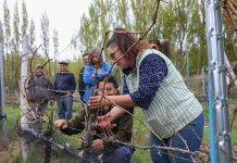 Innovación busca reducir el impacto de las heladas y las aves en los viñedos de Aysén técnicas de poda