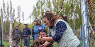Innovación busca reducir el impacto de las heladas y las aves en los viñedos de Aysén Innovación busca reducir el impacto de las heladas y las aves en los viñedos de Aysén técnicas de poda
