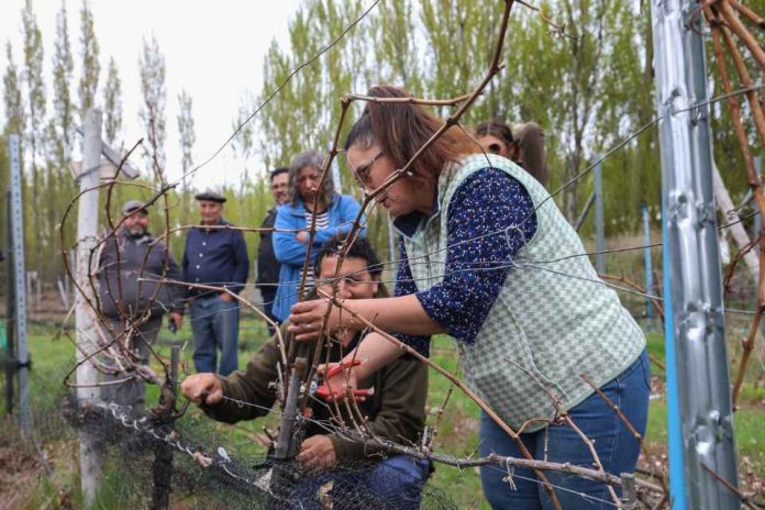 INIA Tamel Aike y apoyada por FIA, busca mejorar el manejo de las vides y transferir técnicas de poda Innovación busca reducir el impacto de las heladas y las aves en los viñedos de Aysén técnicas de poda