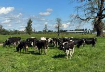 INIA inicia proyecto para desarrollar CARBON CERO, herramienta que medirá el balance de carbono en la ganadería bovina del sur de Chile