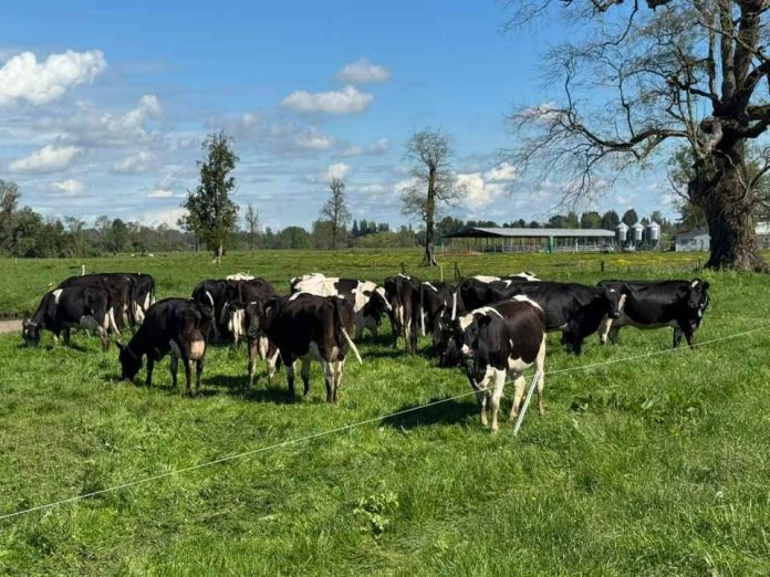 INIA inicia proyecto para desarrollar CARBON CERO, herramienta que medirá el balance de carbono en la ganadería bovina del sur de Chile