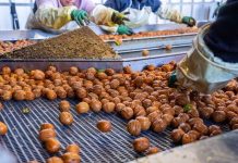 Industria de la nuez llega al inicio de primavera con un 70% de la fruta embarcada y pone el foco en la nueva temporada Industria de la nuez llega al inicio de primavera con un 70% de la fruta embarcada y pone el foco en la nueva temporada