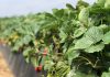 Innovación frutícola: Cómo la agricultura regenerativa transforma la rentabilidad y la resiliencia en Chile y el mundo