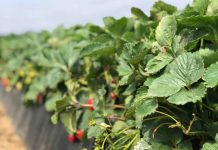 Innovación frutícola: Cómo la agricultura regenerativa transforma la rentabilidad y la resiliencia en Chile y el mundo