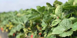 Noticia: Reportaje | Innovación frutícola: Cómo la agricultura regenerativa transforma la rentabilidad...