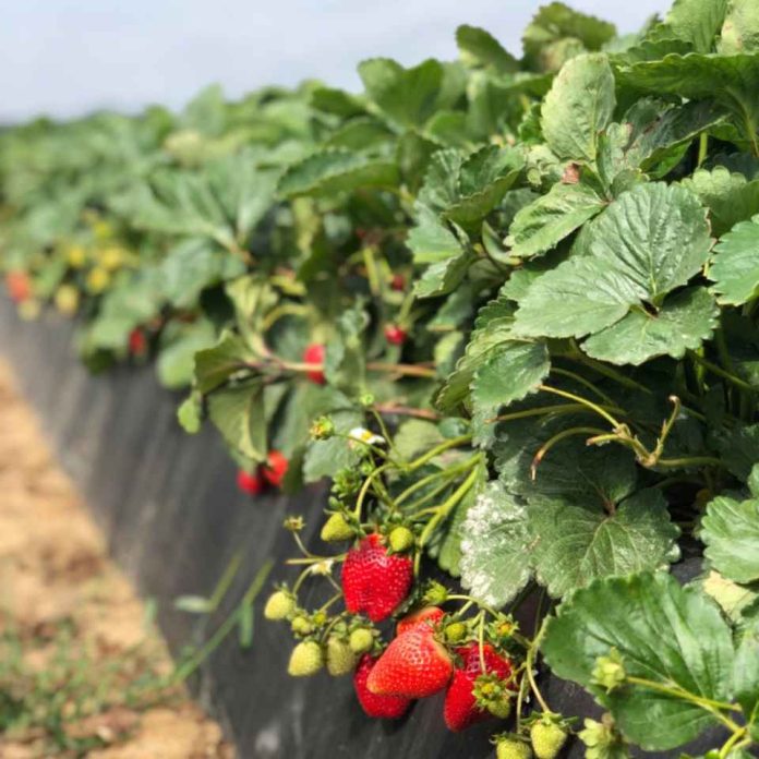 Innovación frutícola: Cómo la agricultura regenerativa transforma la rentabilidad y la resiliencia en Chile y el mundo Innovación frutícola: Cómo la agricultura regenerativa transforma la rentabilidad y la resiliencia en Chile y el mundo