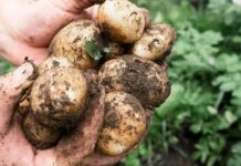 Insecto Paratrioza pone en alerta la sanidad de los cultivos de papa en Colombia
