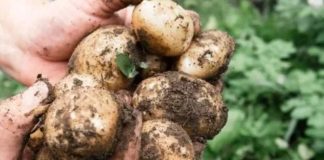 Insecto Paratrioza pone en alerta la sanidad de los cultivos de papa en Colombia