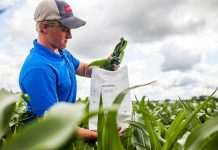 Internacional Nanotecnología e IA llegan a los micronutrientes y cambian la nutrición de los cultivos Internacional Nanotecnología e IA llegan a los micronutrientes y cambian la nutrición de los cultivos