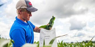 Internacional Nanotecnología e IA llegan a los micronutrientes y cambian la nutrición de los cultivos Internacional Nanotecnología e IA llegan a los micronutrientes y cambian la nutrición de los cultivos