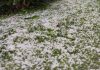 Inusual granizadas golpea a la fruticultura de O’Higgins y ponen en riesgo la cosecha de cerezas Inusual granizadas golpea a la fruticultura de O’Higgins y ponen en riesgo la cosecha de cerezas