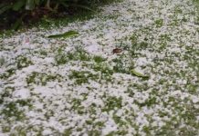 Inusual granizadas golpea a la fruticultura de O’Higgins y ponen en riesgo la cosecha de cerezas Inusual granizadas golpea a la fruticultura de O’Higgins y ponen en riesgo la cosecha de cerezas