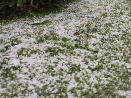 Inusual granizadas golpea a la fruticultura de O’Higgins y ponen en riesgo la cosecha de cerezas Inusual granizadas golpea a la fruticultura de O’Higgins y ponen en riesgo la cosecha de cerezas