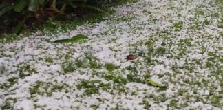 Inusual granizadas golpea a la fruticultura de O’Higgins y ponen en riesgo la cosecha de cerezas