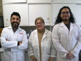 Reportaje | Investigación UCSC avanza en uso de solventes verdes para recuperar y preservar antioxidantes desde hojas de olivo Reportaje | Investigación UCSC avanza en uso de solventes verdes para recuperar y preservar antioxidantes desde hojas de olivo