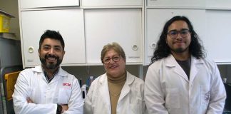 Reportaje | Investigación UCSC avanza en uso de solventes verdes para recuperar y preservar antioxidantes desde hojas de olivo Reportaje | Investigación UCSC avanza en uso de solventes verdes para recuperar y preservar antioxidantes desde hojas de olivo